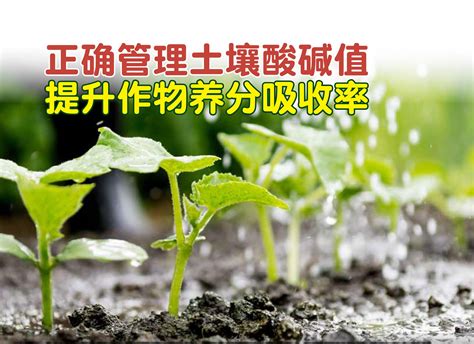 植物吸收重金屬|農 作物(水稻)吸收土壤重金屬鎘機制 農產品安全之影響